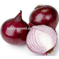 MON02 Huohong rough chinese red onion seeds for sale